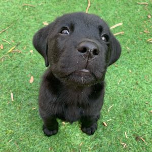 Black English Labrador Letriever Puppies for Sale Near me