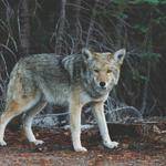 Cade Wolf Profile Picture