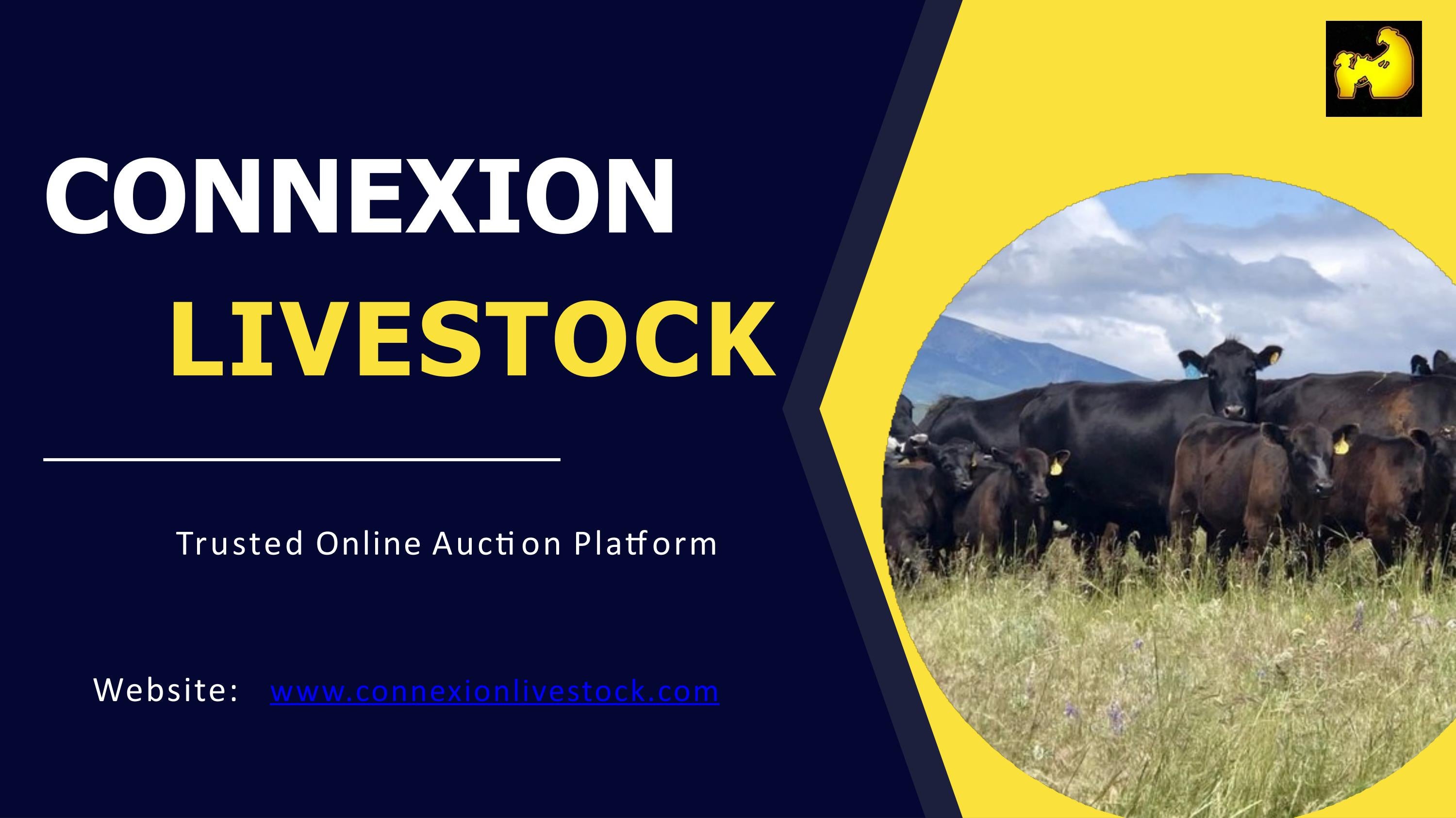 Trusted Online Auction Platform - ConneXion Livestock