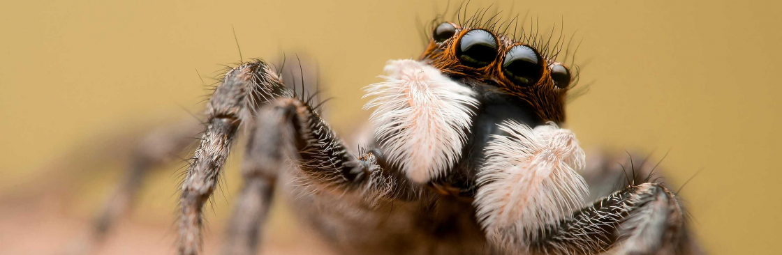 Spider Control Perth Cover Image