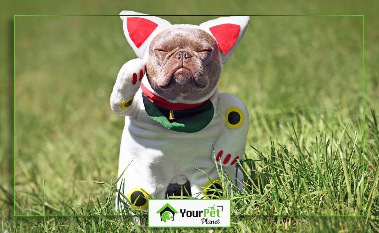 Isabella or Lilac French Bulldog - An Unrivaled Guide - Your Pet Planet