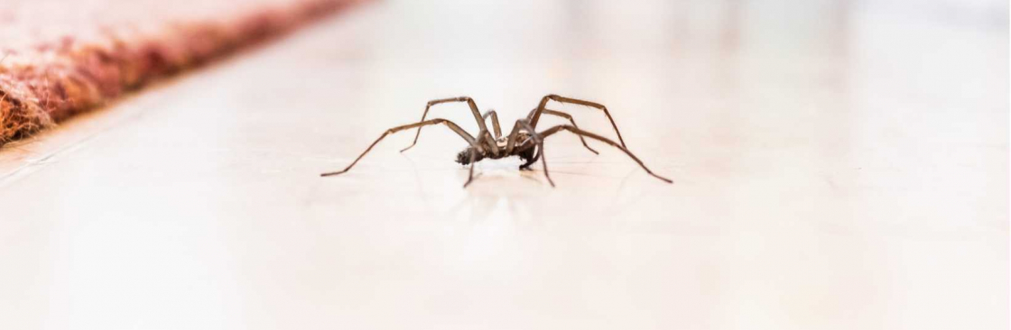 Home Spider Control Perth Cover Image