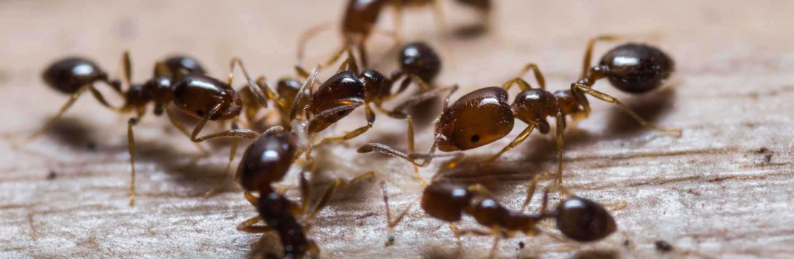 Preventive Ant Control Brisbane Cover Image