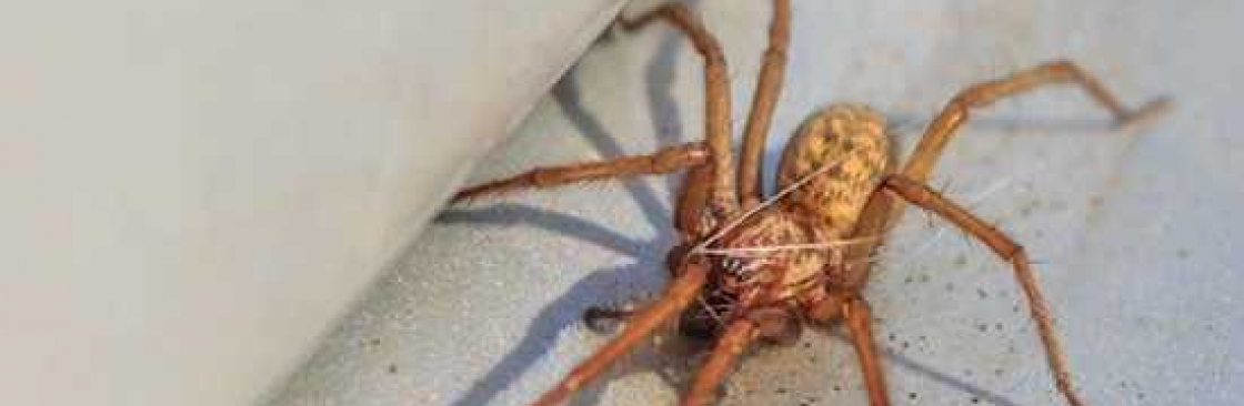 Preventive Spider Control Brisbane Brisbane Cover Image