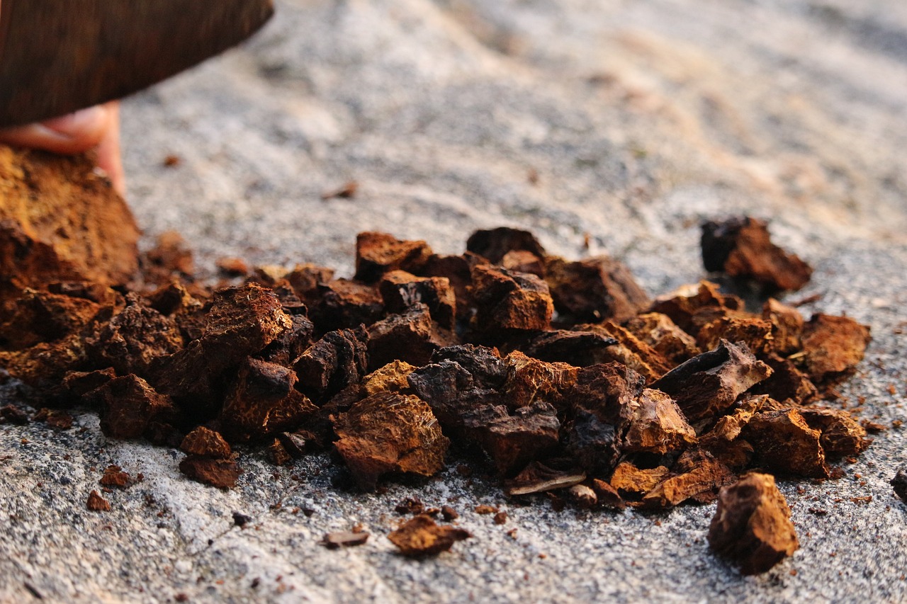 Chaga Mushroom benefits & nutritional value | All you need to know