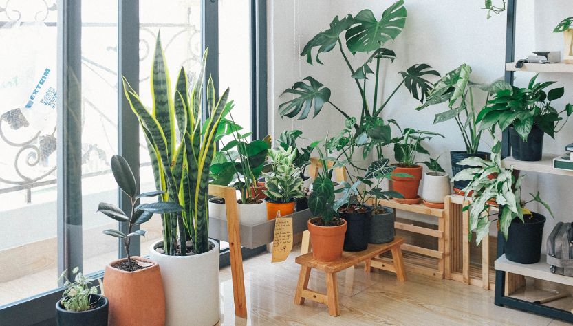 10 best Indoor Plants in America: Add Greenery and Freshen Your Air