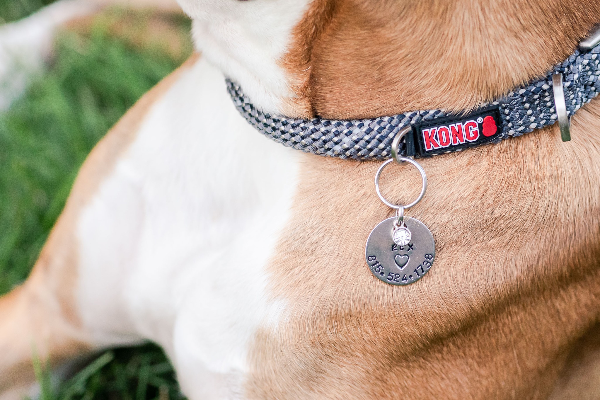 Customizing Dog Tags – What are the Options Available for Pet Owners? - AtoAllinks
