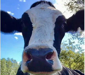 Cow Cuddling: A Heartwarming Way To Support Animal Welfare And Rescue Efforts | by Rooterville Animal Sanctuary | Jul, 2023 | Medium