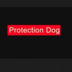 protectiondog Profile Picture
