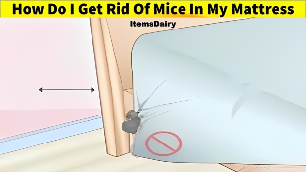 How Do I Get Rid Of Mice In My Mattress (Guide) - Items Dairy
