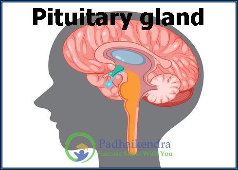 Pituitary Gland | What it Is , Function, Anatomy, Hormones