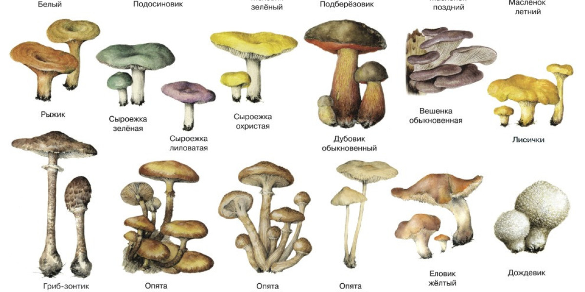 Discover the Rich World of Edible Mushrooms: An Encyclopedia of Fungi and Prime Mushroom Gathering Spots