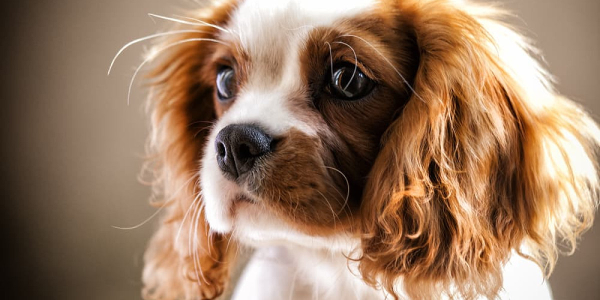 How To Buy a King Charles Cavalier Without Health Problems