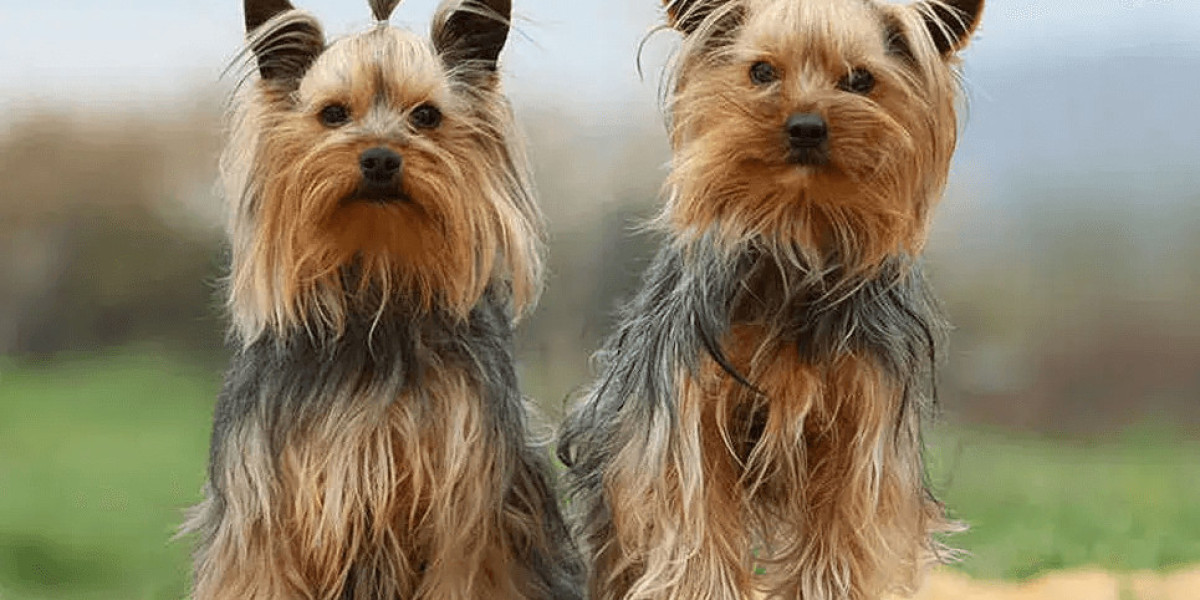 Are Yorkies Good With Other Dogs