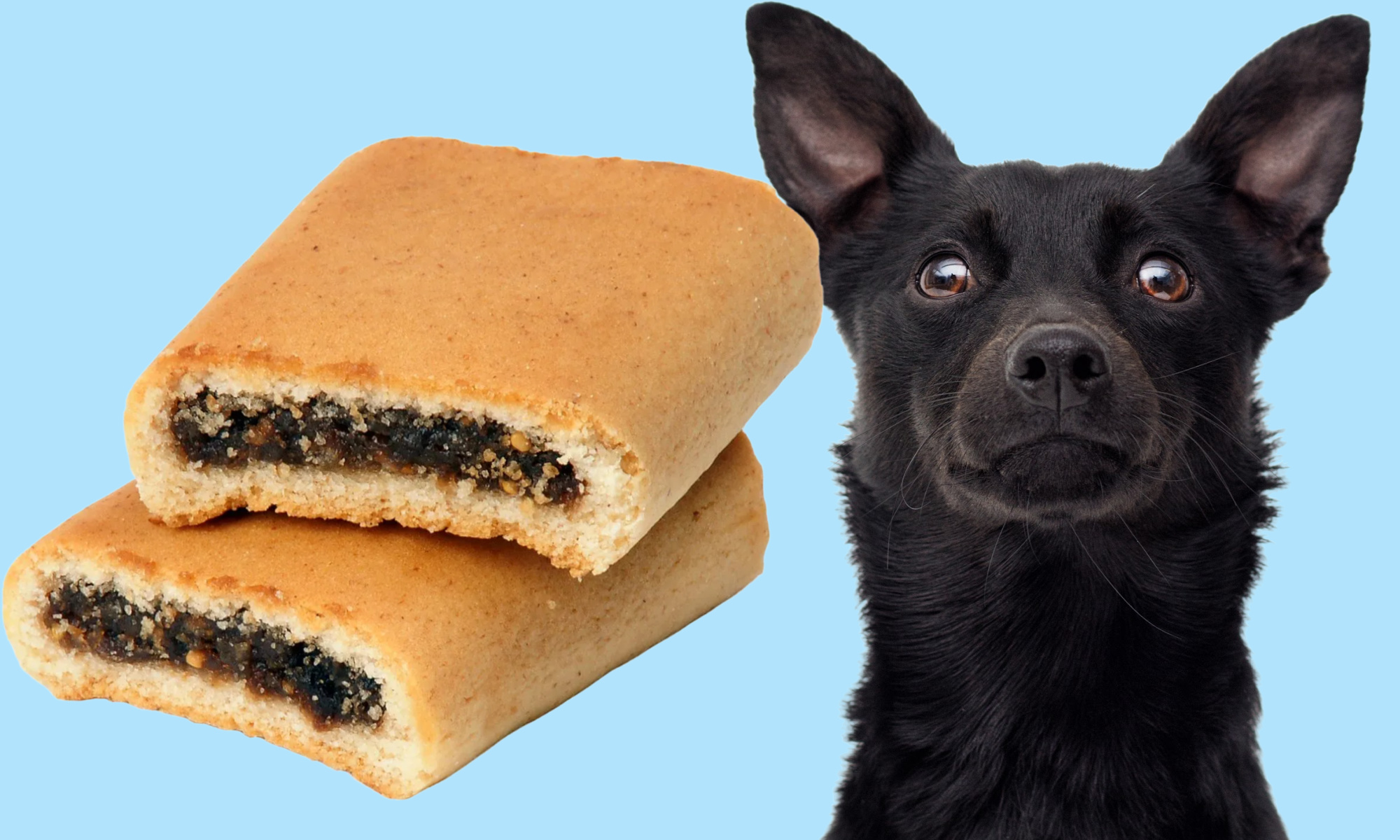 Can Dogs Eat Fig Newtons? Let's Find Out!