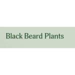 Black BeardPlants Profile Picture