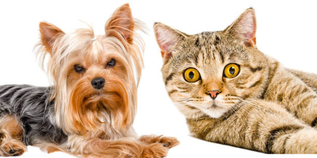 Are Yorkies Good With Cats