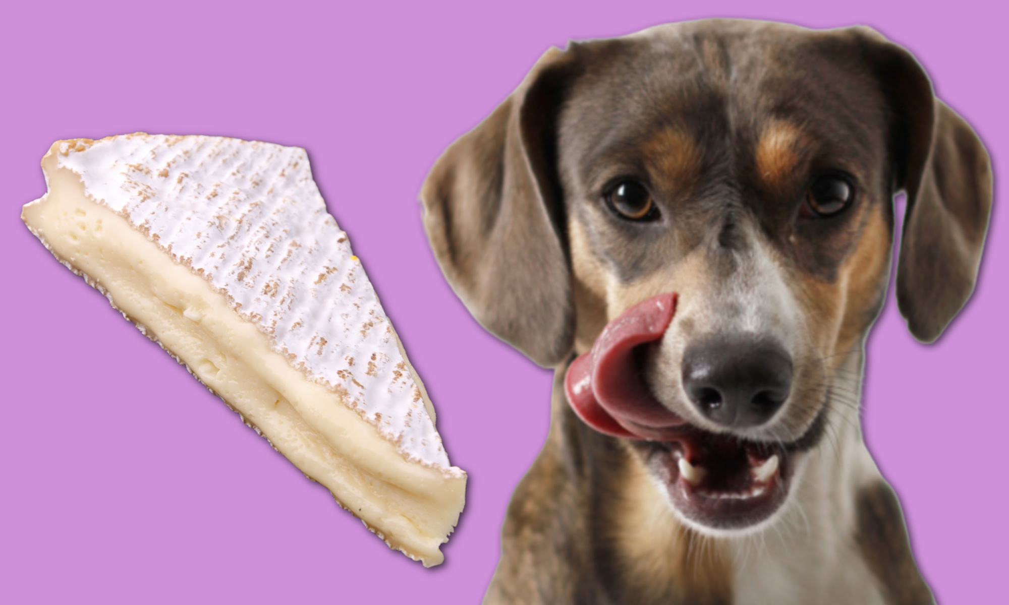 Can Dogs Eat Brie Cheese? The Pros and Cons of Creamy Dairy