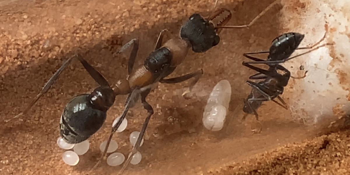 Exploring the Majesty of Australian Queen Ants: Custodians of Nature's Microcosm