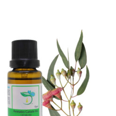 Eucalyptus (Radiata) Organic Essential Oil Profile Picture