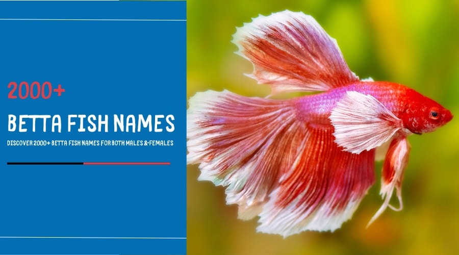 Discover 2000+ Betta Fish Names for Both Males & Females