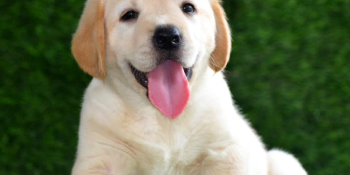 Exploring Golden Retriever Puppies for Sale in Mumbai: A Comprehensive Guide