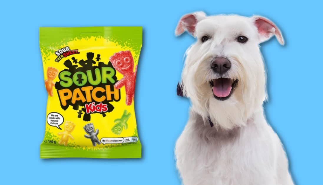 Can Dogs Eat Sour Patch Kids? Unwrapping the Facts on Candy