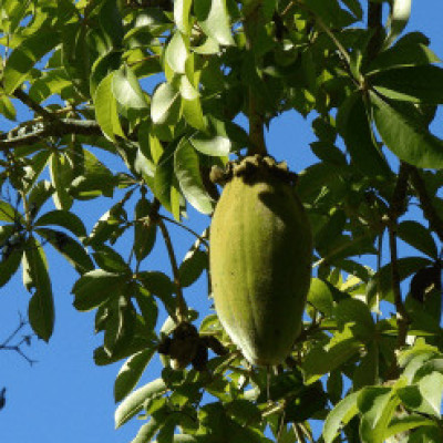 Baobab – Unrefined Carrier Oil Profile Picture