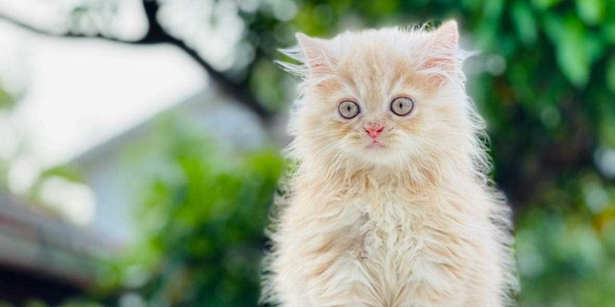 Exploring the Charm of Persian Kittens for Sale in Pune