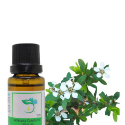 Thyme Organic Essential Oil Profile Picture