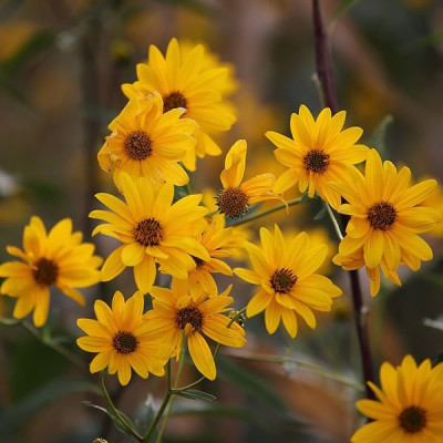 Arnica Butter Profile Picture