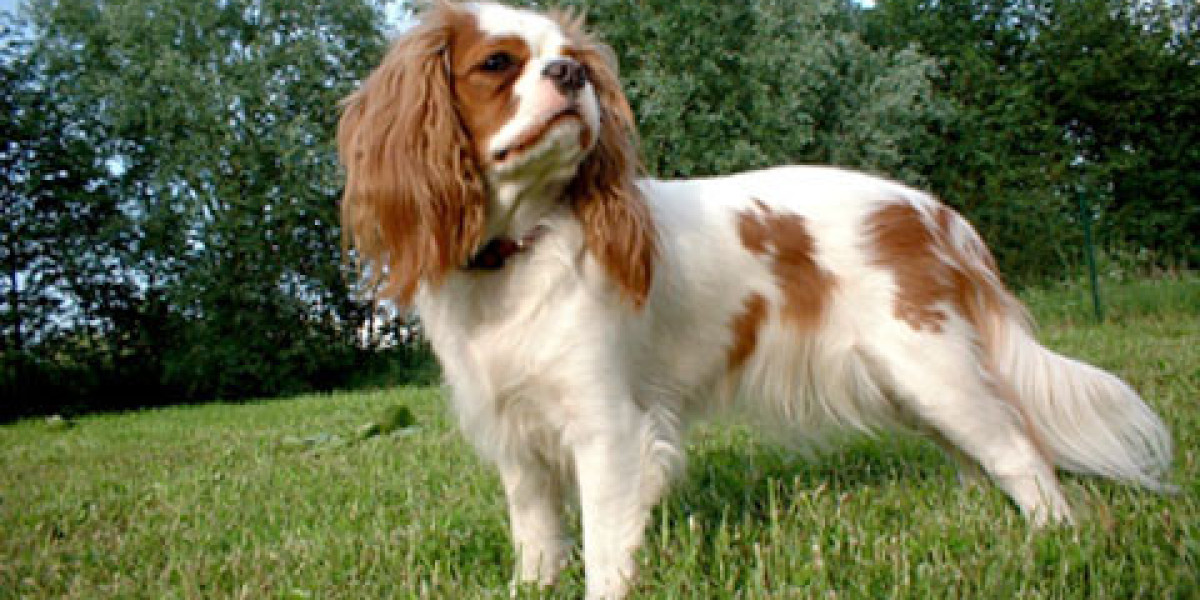 Cavalier King Charles Spaniel Signs Of Dying