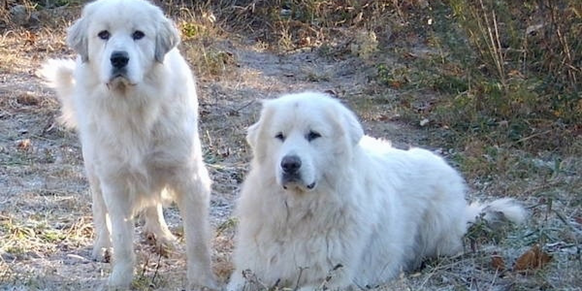 Will a Great Pyrenees Attack an Intruder?