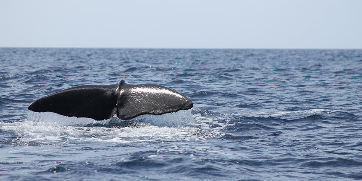 Whale Watching in St. Lucia - A Majestic Encounter with Marine Giants