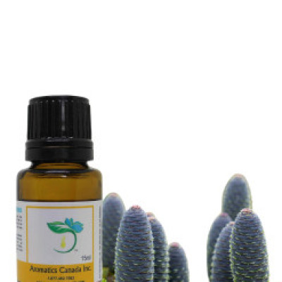 Spruce Black Organic Essential Oil Profile Picture