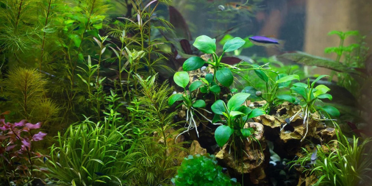 Transform Your Aquarium with Stunning Aquatic Plant Species