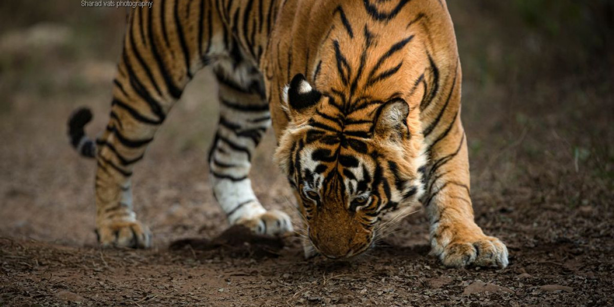 Tiger Trails & Majestic Monuments: Experience the Best of Tigers and Taj Mahal Tour