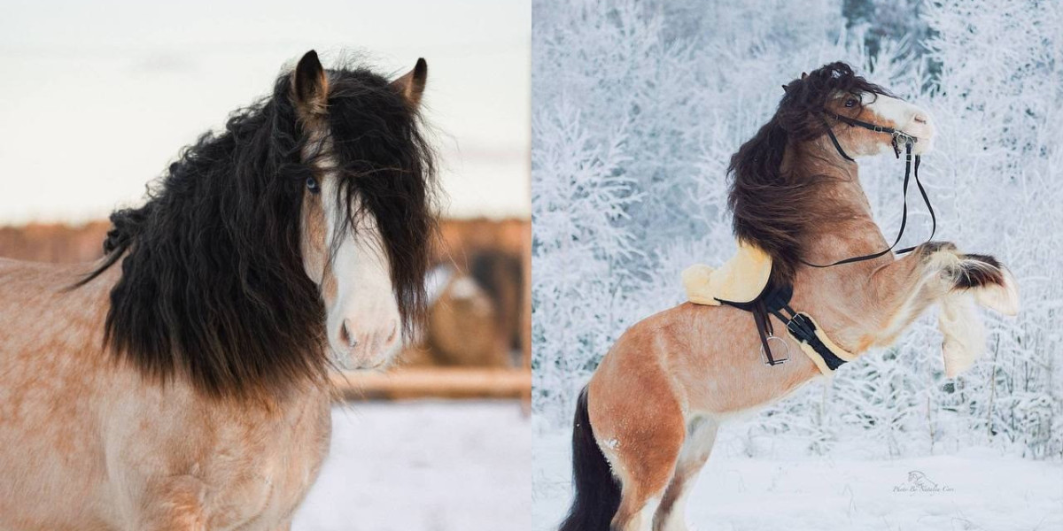 Unlocking Happiness: Ekaterina Smolla’s Journey with Horses