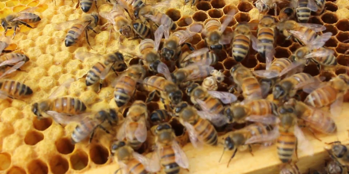Your Guide to Buying Queen Honey Bees: Italian, Carniolan, and Saskatraz Varieties
