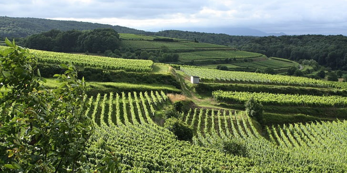 Wine Region Profile: Provence, France