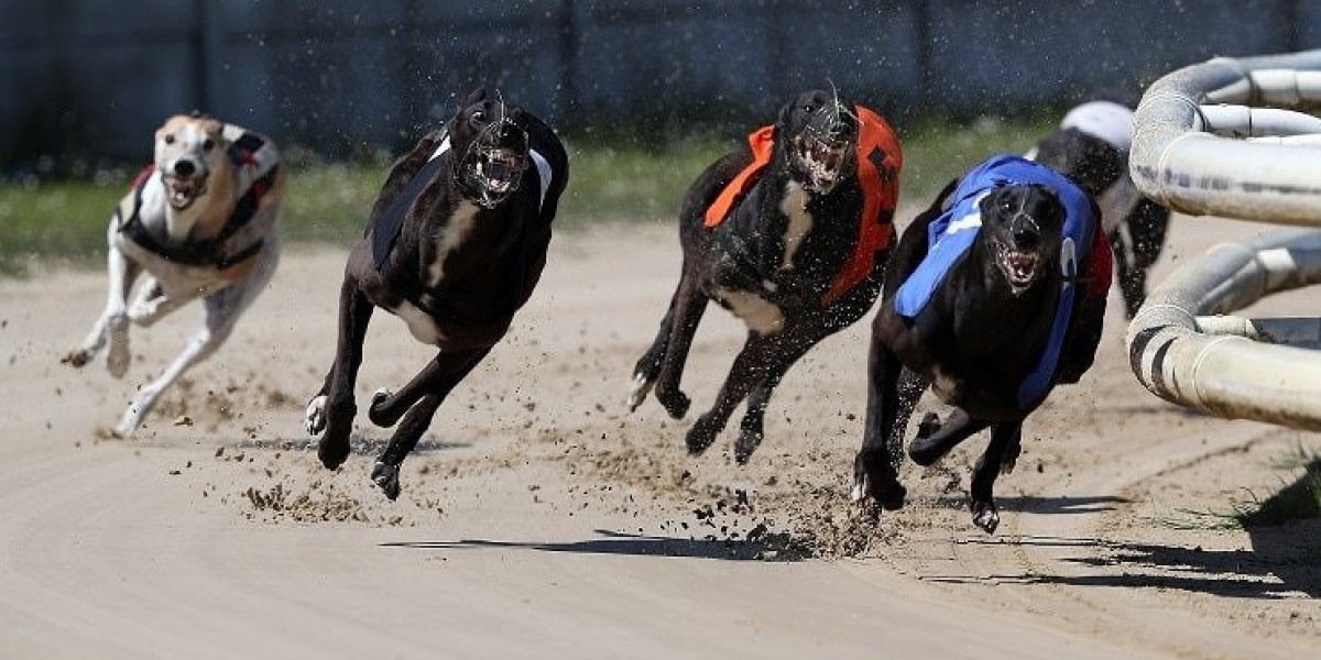 Bet on Dog Races Online at SlotKing Casino