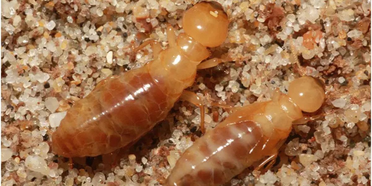 Shielding Your Sanctuary: An In-Depth Manual for Termite Protection