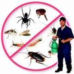 pest control bangalore Profile Picture