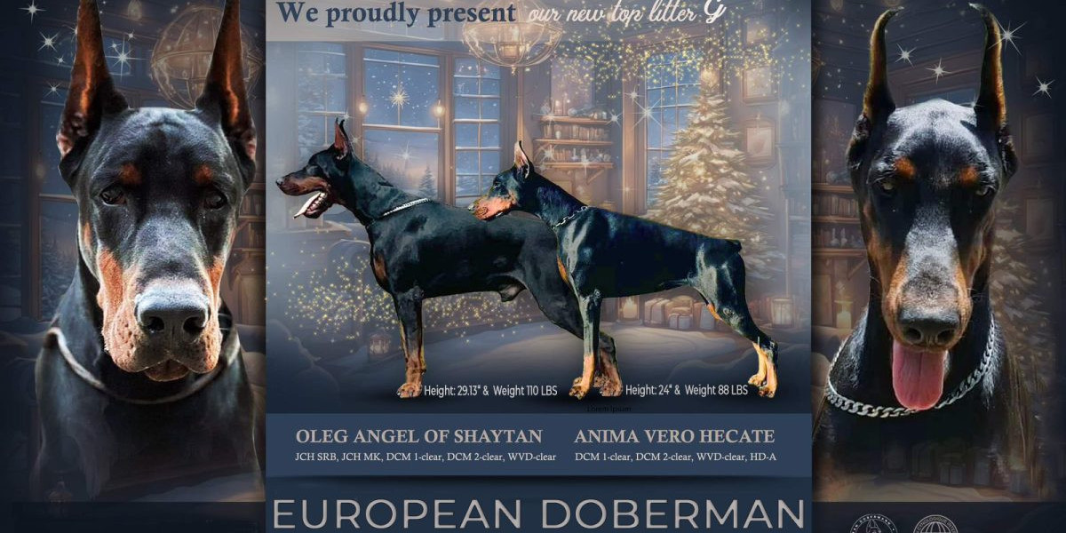 European Doberman Pinscher Puppies: Elegance, Intelligence, and Loyalty in One Package
