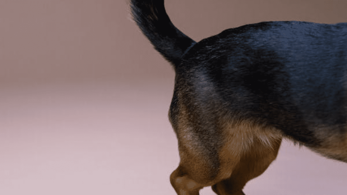 Understanding Dog Tail Chewing: Effective Treatment Options - THE INFLUENCERZ