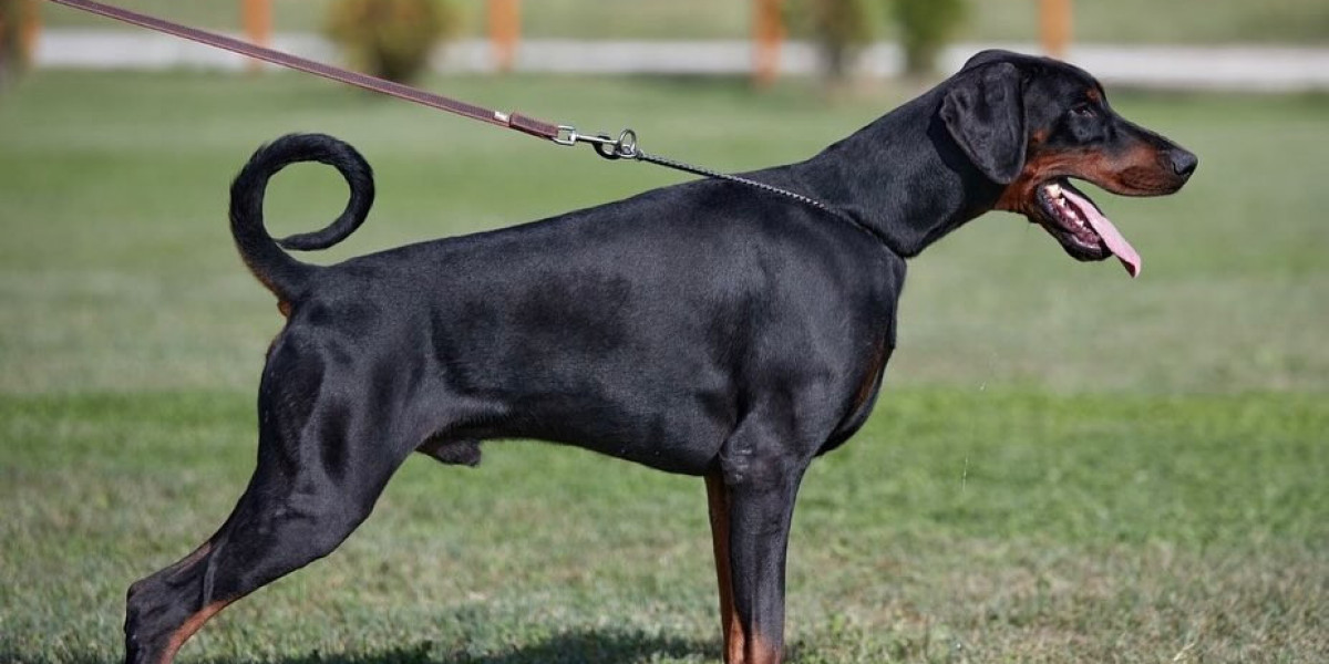 Unveiling the European Doberman: Discovering the Charms of This Dazzling Breed