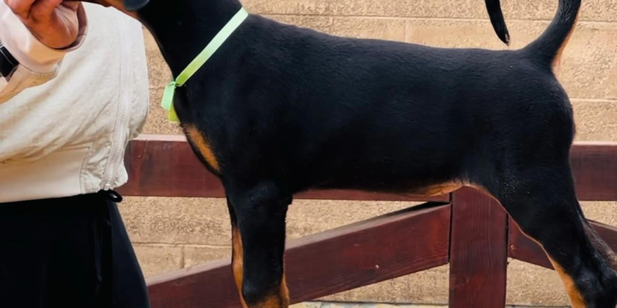 Finding Your Perfect Match: A Guide to European Doberman Breeders