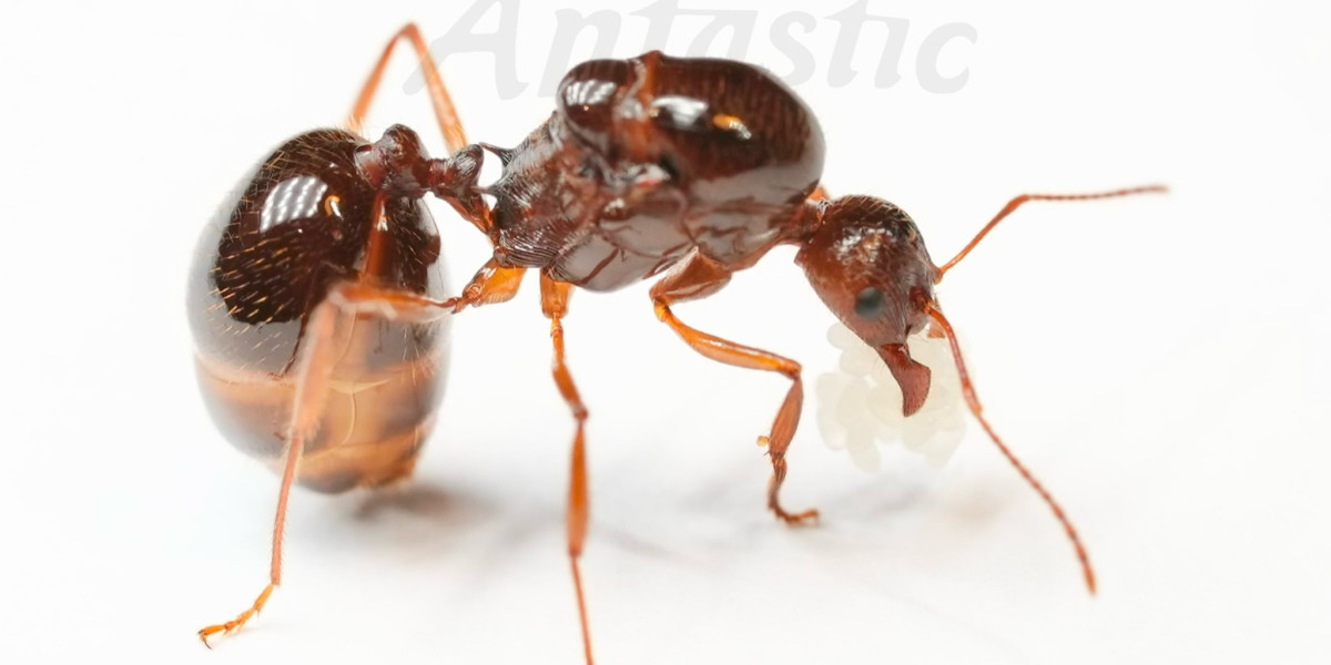 Fascinating Funnel Ants: Care & Buying Guide
