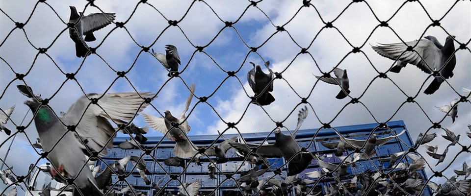 Enhance Your Property with Professional Bird Net Installation Services in Ahmedabad