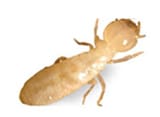 Termite Control Services Phoenix | Watts Pest Prevention